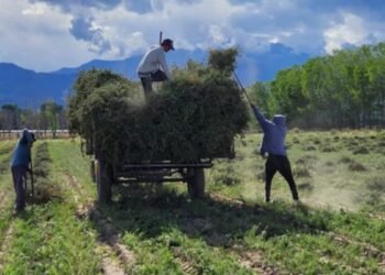 “Green gold”: more than 600,000 kilos of a highly coveted condiment have already been exported