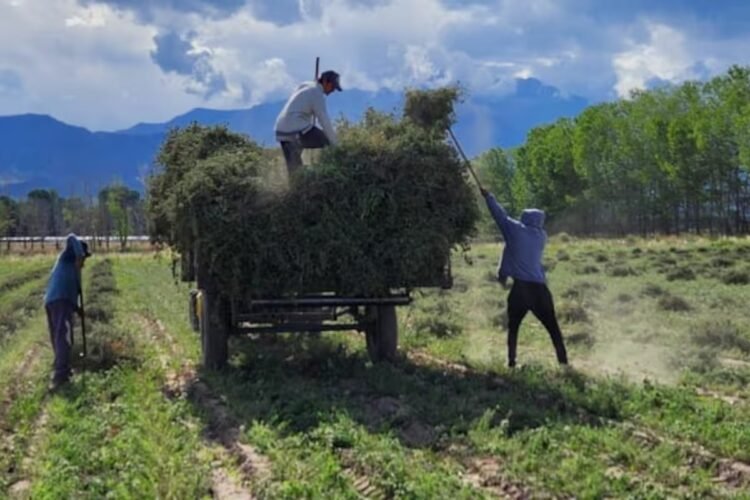 “Green gold”: more than 600,000 kilos of a highly coveted condiment have already been exported