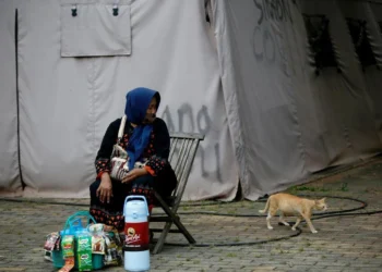 Trap, neuter, release: Jakarta battles cat-astrophic stray numbers