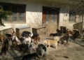Jutarnji list – The police found terrible scenes of dogs, the head of the Association for the Protection of Animals was immediately taken into custody!