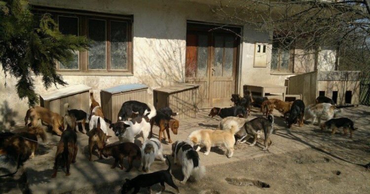 Jutarnji list – The police found terrible scenes of dogs, the head of the Association for the Protection of Animals was immediately taken into custody!