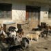 Jutarnji list – The police found terrible scenes of dogs, the head of the Association for the Protection of Animals was immediately taken into custody!