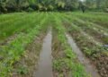 Police destroy marijuana farm at Kimbia