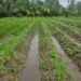 Police destroy marijuana farm at Kimbia