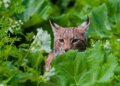 Swiss Lynx remain under pressure despite comeback