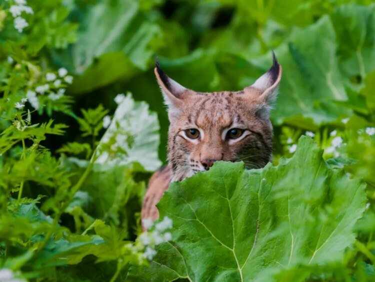 Swiss Lynx remain under pressure despite comeback