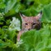 Swiss Lynx remain under pressure despite comeback