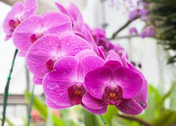 If your orchid is drying out, this simple trick can help it recover in a few days