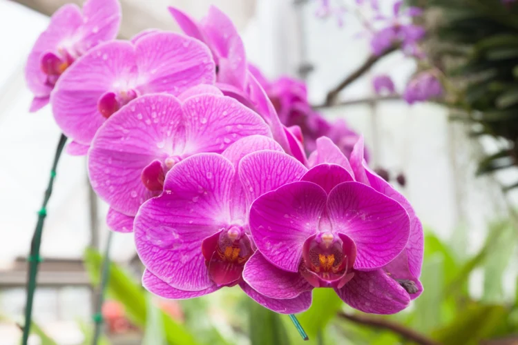 If your orchid is drying out, this simple trick can help it recover in a few days