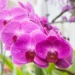 If your orchid is drying out, this simple trick can help it recover in a few days