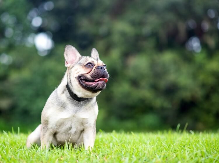 Dog: Why some breeds cause aggression