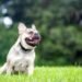 Dog: Why some breeds cause aggression