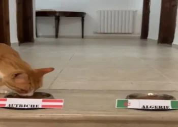 Video of the route from the Austrian Embassy in Algeria
