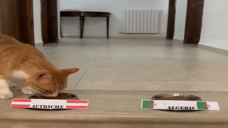 Video of the route from the Austrian Embassy in Algeria