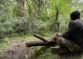 Forests are being cut down in the Kulyab region. And the authorities can’t do anything about it