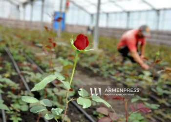 The largest international flower market opens its doors to Armenian flower producers