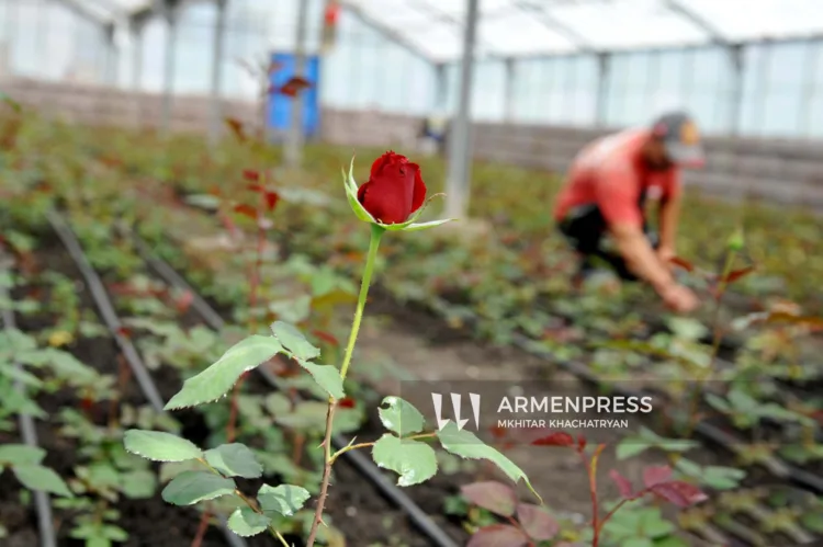 The largest international flower market opens its doors to Armenian flower producers