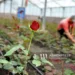 The largest international flower market opens its doors to Armenian flower producers
