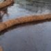 They use coconuts to stop disaster