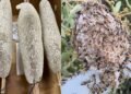 In search of UAE’s purest honey: Residents brave summer heat, mountain treks