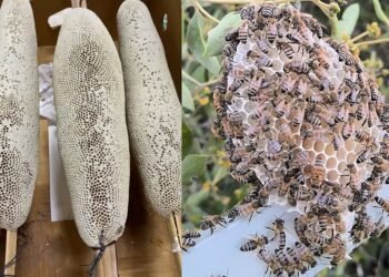 In search of UAE’s purest honey: Residents brave summer heat, mountain treks