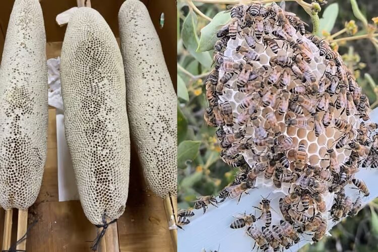 In search of UAE’s purest honey: Residents brave summer heat, mountain treks