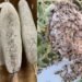 In search of UAE’s purest honey: Residents brave summer heat, mountain treks