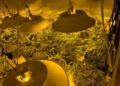 Police seize nearly 500 cannabis plants in Auckland crackdown on organised crime