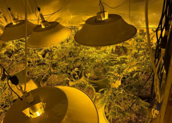 Police seize nearly 500 cannabis plants in Auckland crackdown on organised crime
