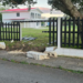 Construction boss stunned by fresh crash damages barrier built to shield royal palace fence