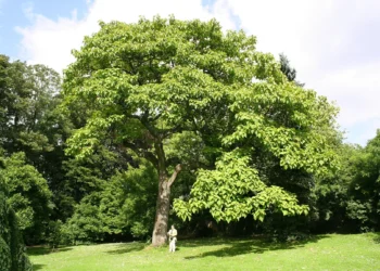 This tree grows incredibly fast, provides shade and can completely transform a yard