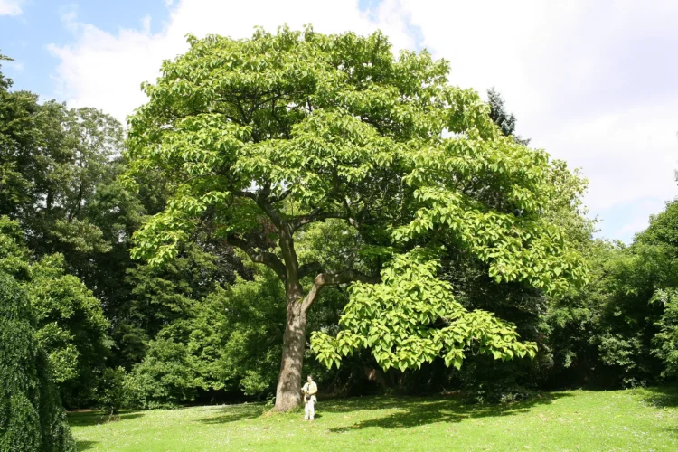 This tree grows incredibly fast, provides shade and can completely transform a yard