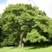 This tree grows incredibly fast, provides shade and can completely transform a yard