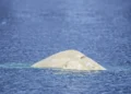 Earth stores more heat – ocean heat waves are increasing – DiePresse.com