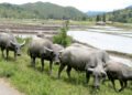FAO calls for stronger prevention and global action as transboundary animal diseases spread across regions