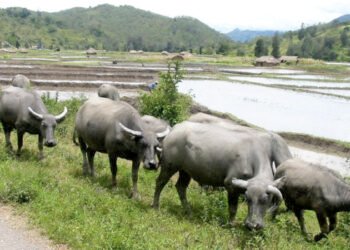 FAO calls for stronger prevention and global action as transboundary animal diseases spread across regions