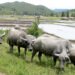FAO calls for stronger prevention and global action as transboundary animal diseases spread across regions