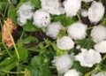 Hail damaged agricultural crops, orchards and farms. Tavush JSC