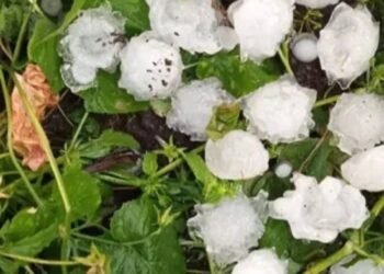 Hail damaged agricultural crops, orchards and farms. Tavush JSC