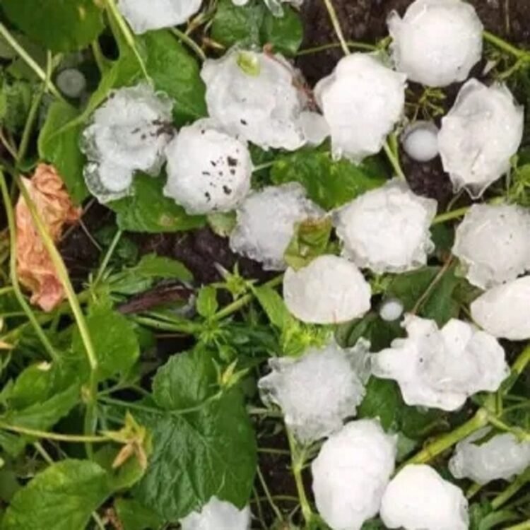 Hail damaged agricultural crops, orchards and farms. Tavush JSC
