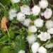 Hail damaged agricultural crops, orchards and farms. Tavush JSC