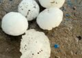 As a result of the hail, gardens and lands near the houses were damaged in the settlements of Voskepar, Baghanis, Voskevan, Koti.