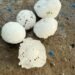 As a result of the hail, gardens and lands near the houses were damaged in the settlements of Voskepar, Baghanis, Voskevan, Koti.