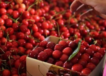 They examined the cherries more closely: This is how they deceive us