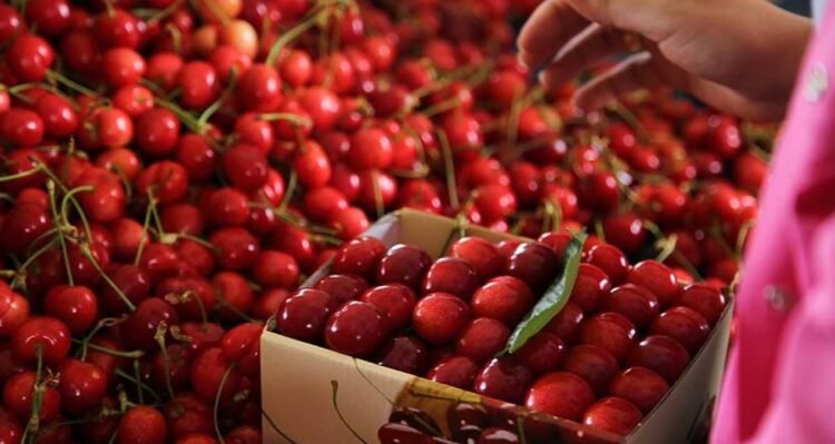 They examined the cherries more closely: This is how they deceive us