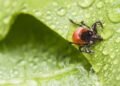 Scientists have discovered a cheap trick against ticks, just sprinkle this on the pavement – Health and prevention – Health