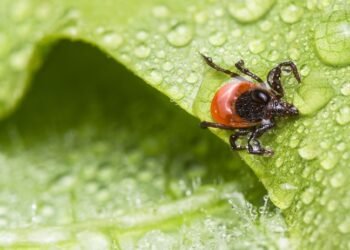 Scientists have discovered a cheap trick against ticks, just sprinkle this on the pavement – Health and prevention – Health