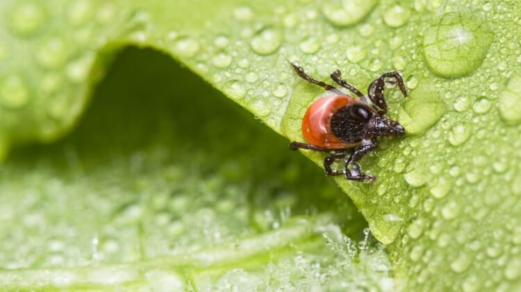 Scientists have discovered a cheap trick against ticks, just sprinkle this on the pavement – Health and prevention – Health