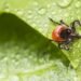 Scientists have discovered a cheap trick against ticks, just sprinkle this on the pavement – Health and prevention – Health