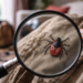 Horror from the tropics is heading to Slovakia. A dangerous tropical parasite has multiplied in Bratislava. It transmits a deadly infection, it can run right after a person – Education – Useful truth
